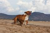 AMSTAFF ADULT 228